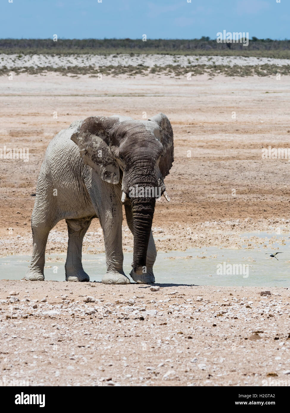 African bush elephant (Loxodonta africana), bull splattered with mud at waterhole, dry landscape, Etosha National Park, Namibia Stock Photo