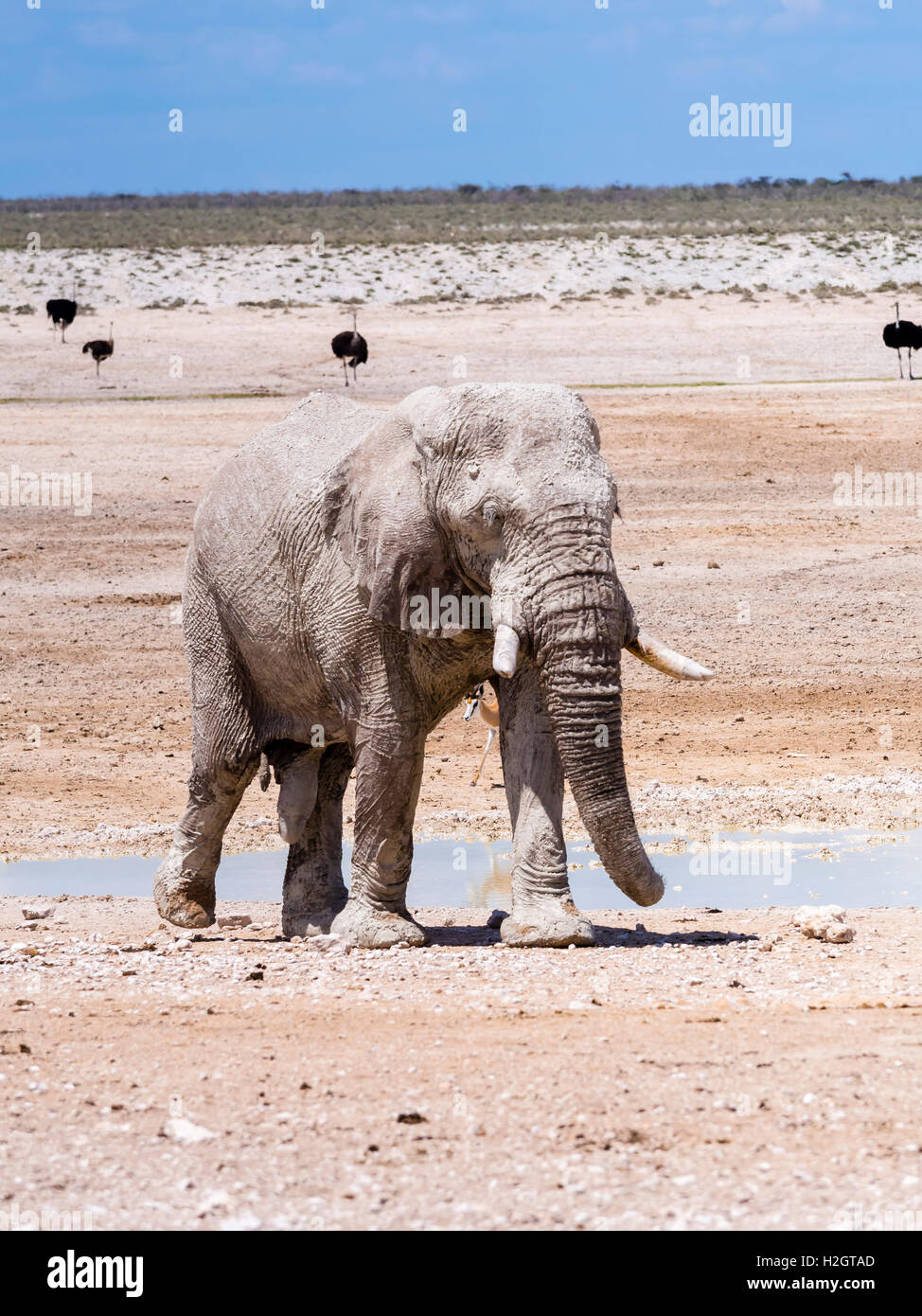 African bush elephant (Loxodonta africana), bull splattered with mud at waterhole, dry landscape, Etosha National Park, Namibia Stock Photo