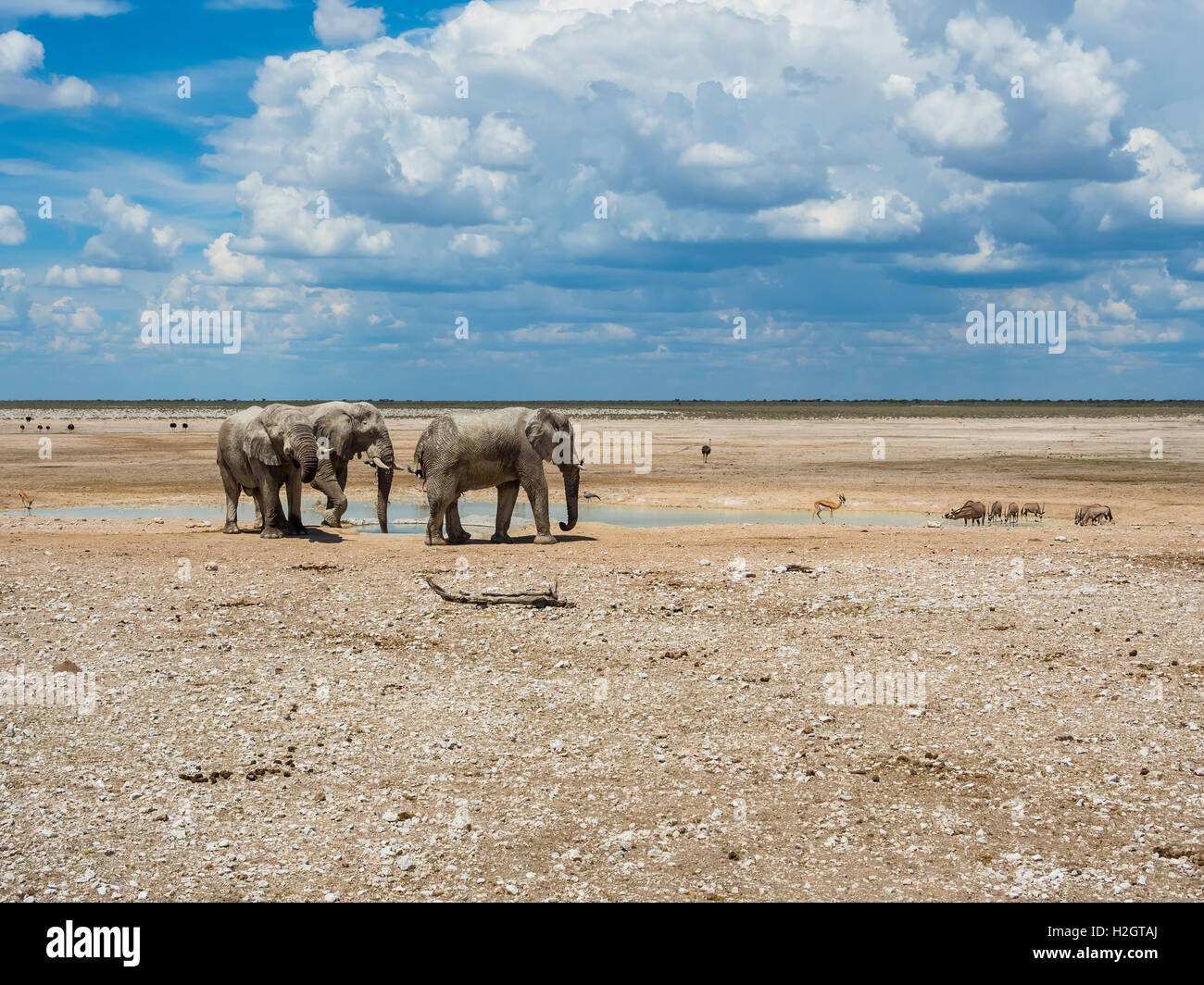 African bush elephants (Loxodonta africana) at waterhole, dry landscape, Etosha National Park, Namibia Stock Photo