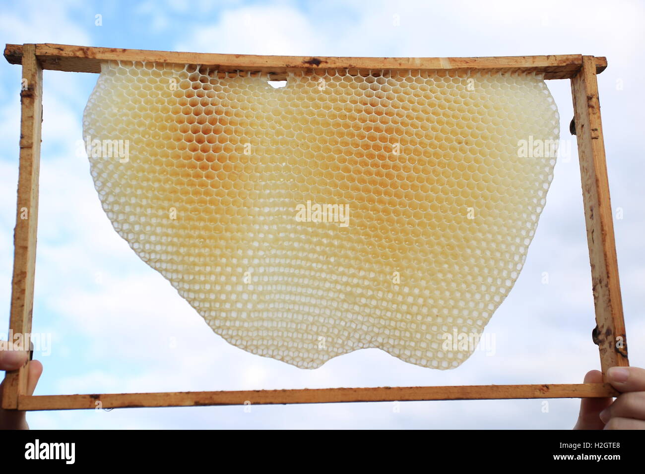 Frame with honeycomb made by European honey bee (Apis mellifera), from hive, Germany Stock Photo