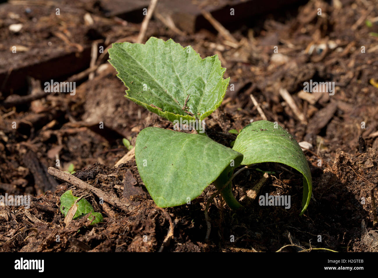 Small pumpkin plant (Cucurbita) Stock Photo