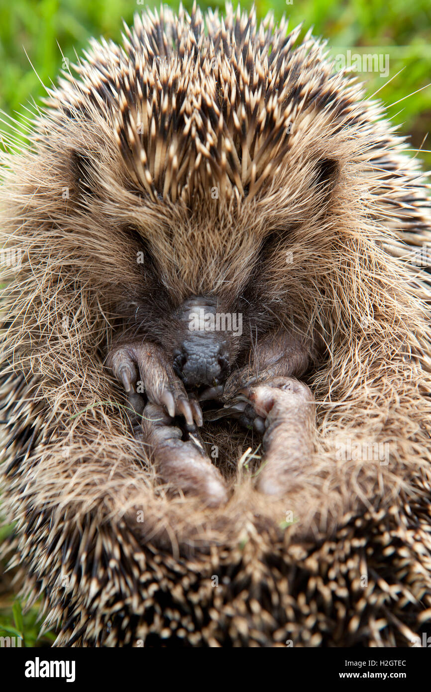 European hedgehog (Erinaceus europaeus), rolled up, Germany Stock Photo