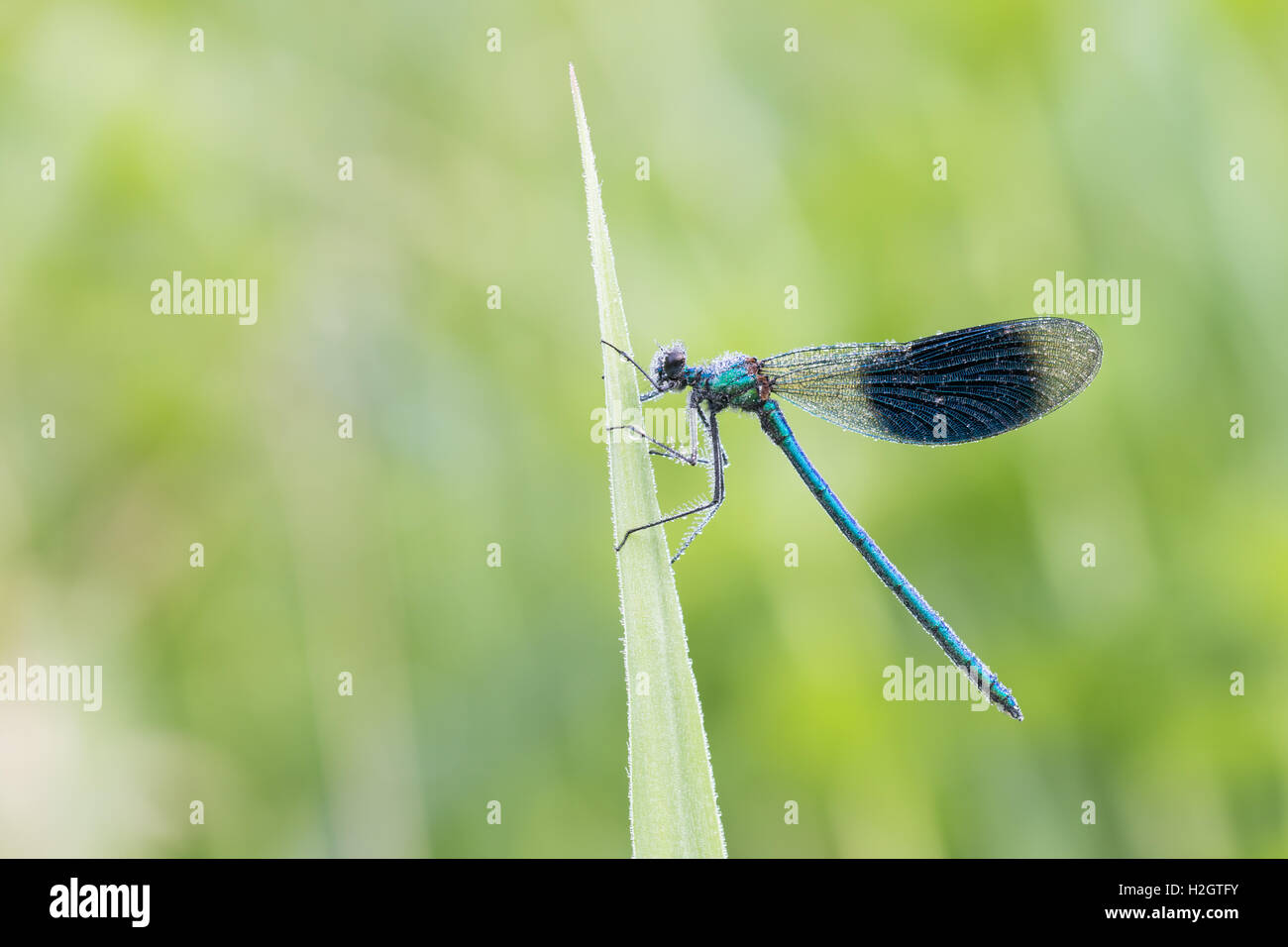 Male banded demoiselle (Calopteryx splendens) on reed, Hesse, Germany Stock Photo