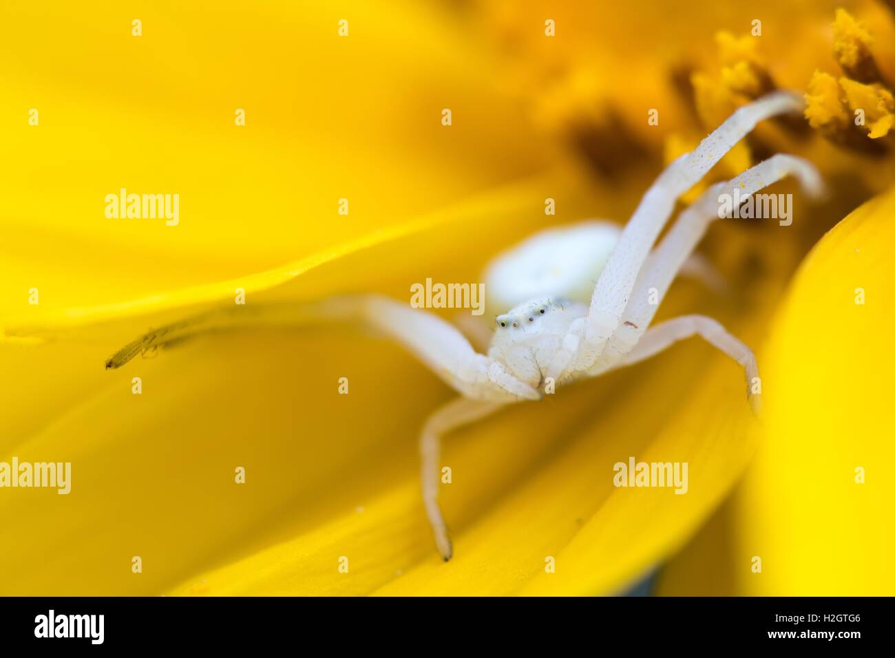 Flower crab spider or goldenrod crab spider (Misumena vatia) waiting