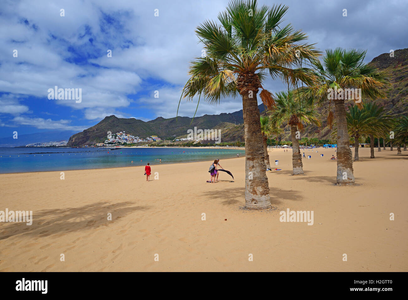 Palms on the beach, Playa de las Teresitas, San Andrés, Santa Cruz in the  background, Tenerife, Canary Islands, Spain Stock Photo - Alamy