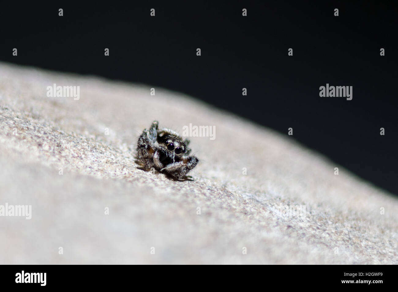 A small spider sat on a rock Stock Photo