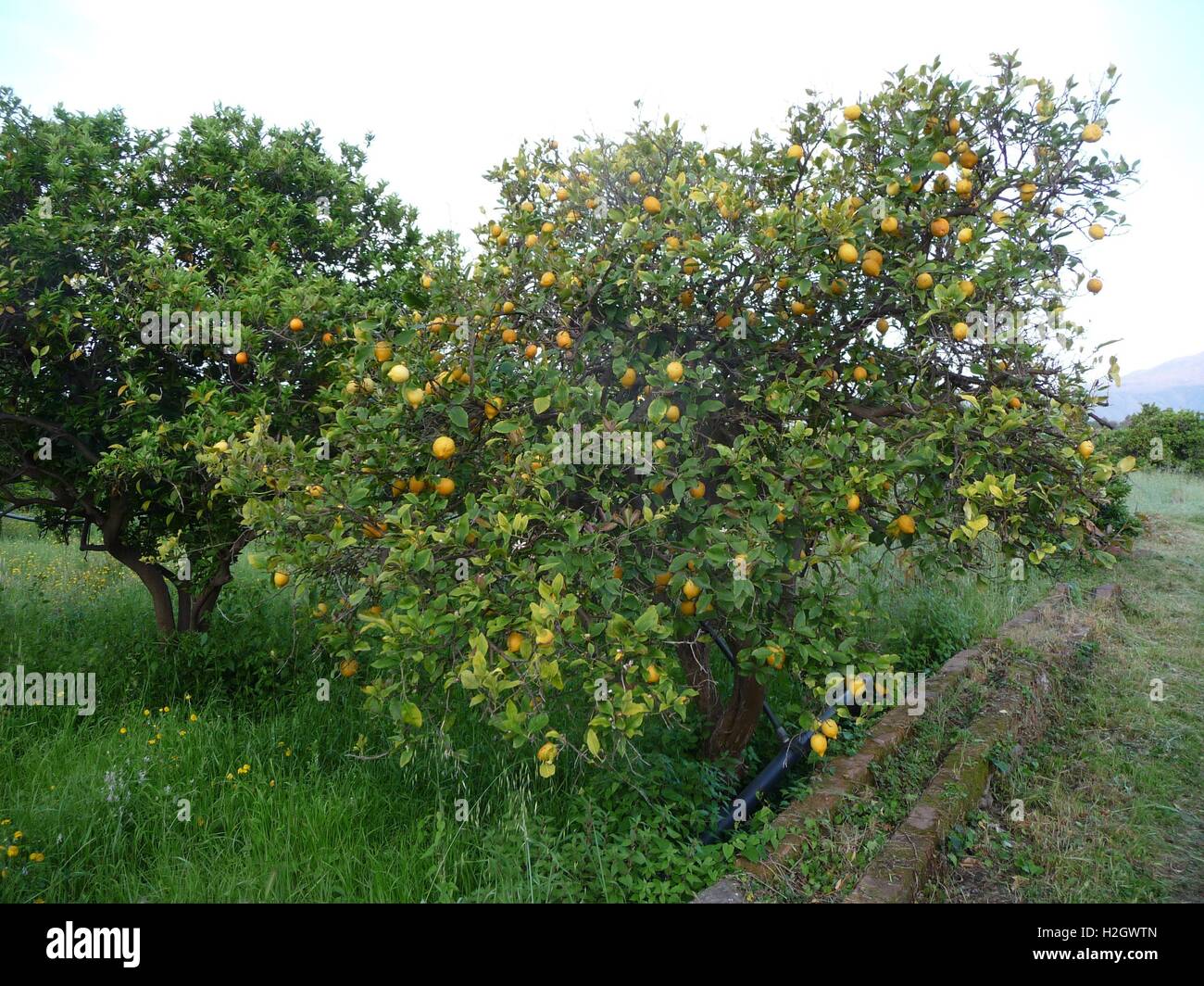 Citric plantation near Mount Etna near Giarre, Sicily, Italy, 17 April