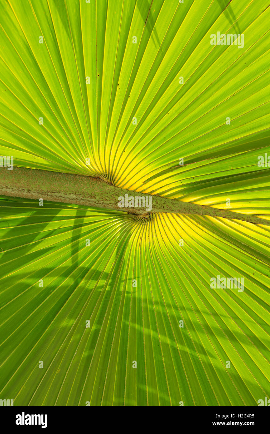 Green palm tree leaf as a background Stock Photo Alamy