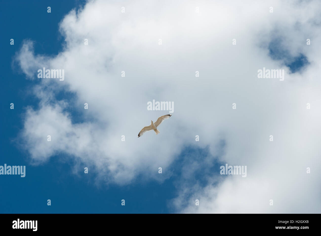A seagull flying against a blue sky with white clouds Stock Photo - Alamy