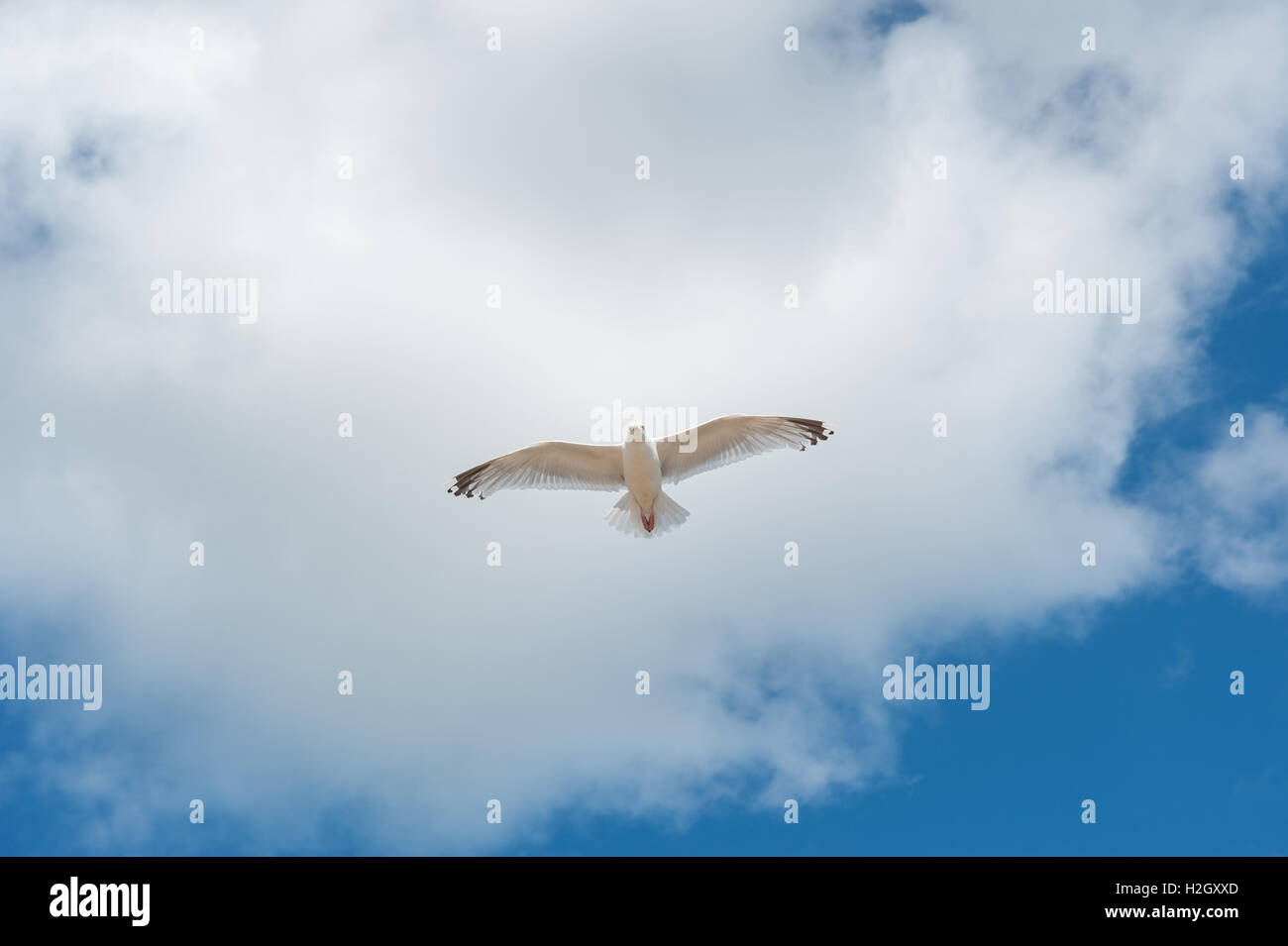 A seagull flying against a blue sky with white clouds Stock Photo - Alamy