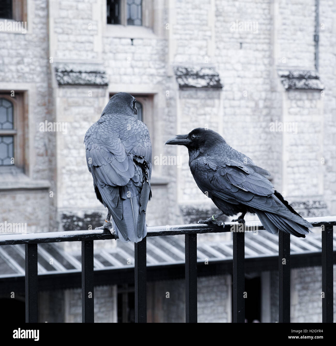 Pair of ravens at the Tower of London, England. Stock Photo