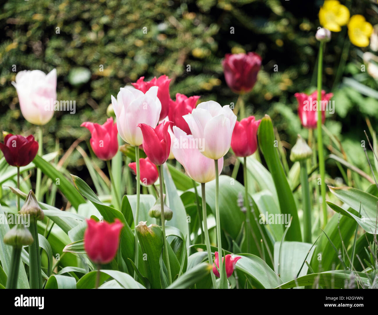 Pink and red Tulips growing in a garden in early summer. England, UK