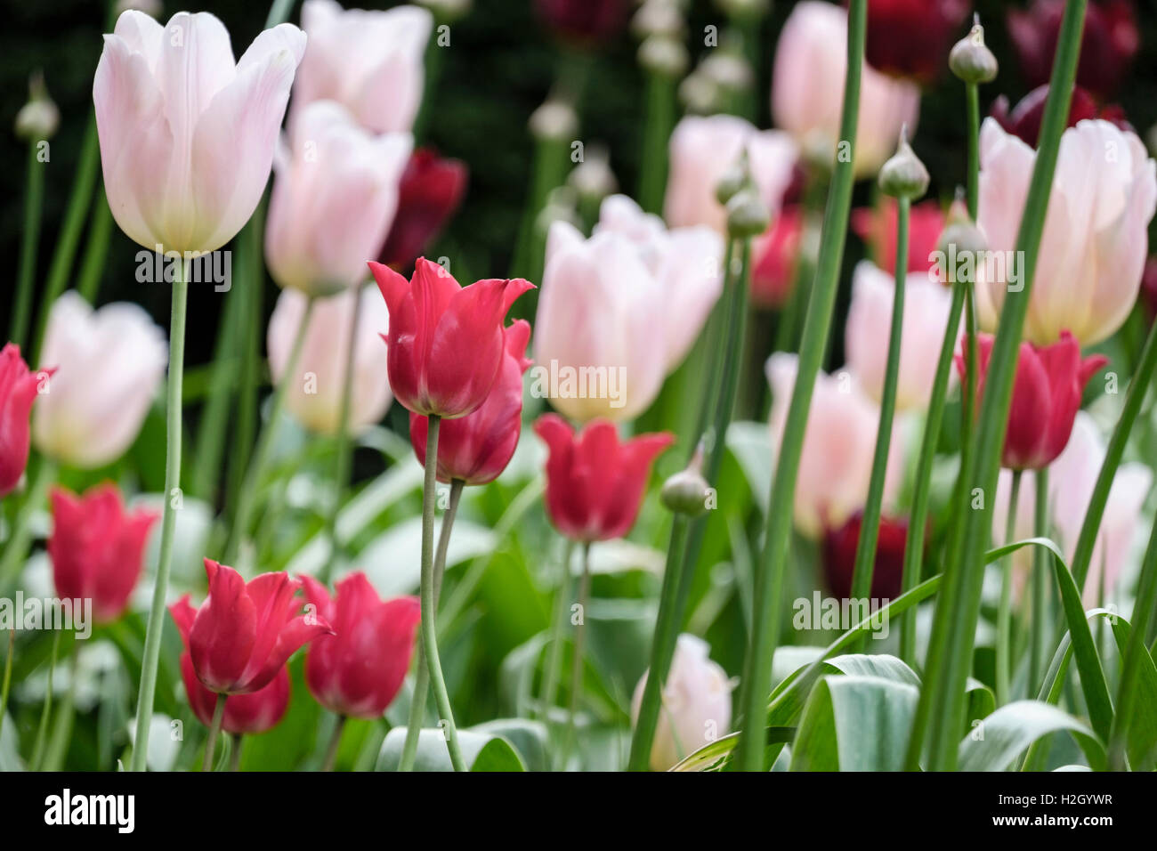 Pink and red Tulips growing in a garden in early summer.  England, UK, Britain Stock Photo