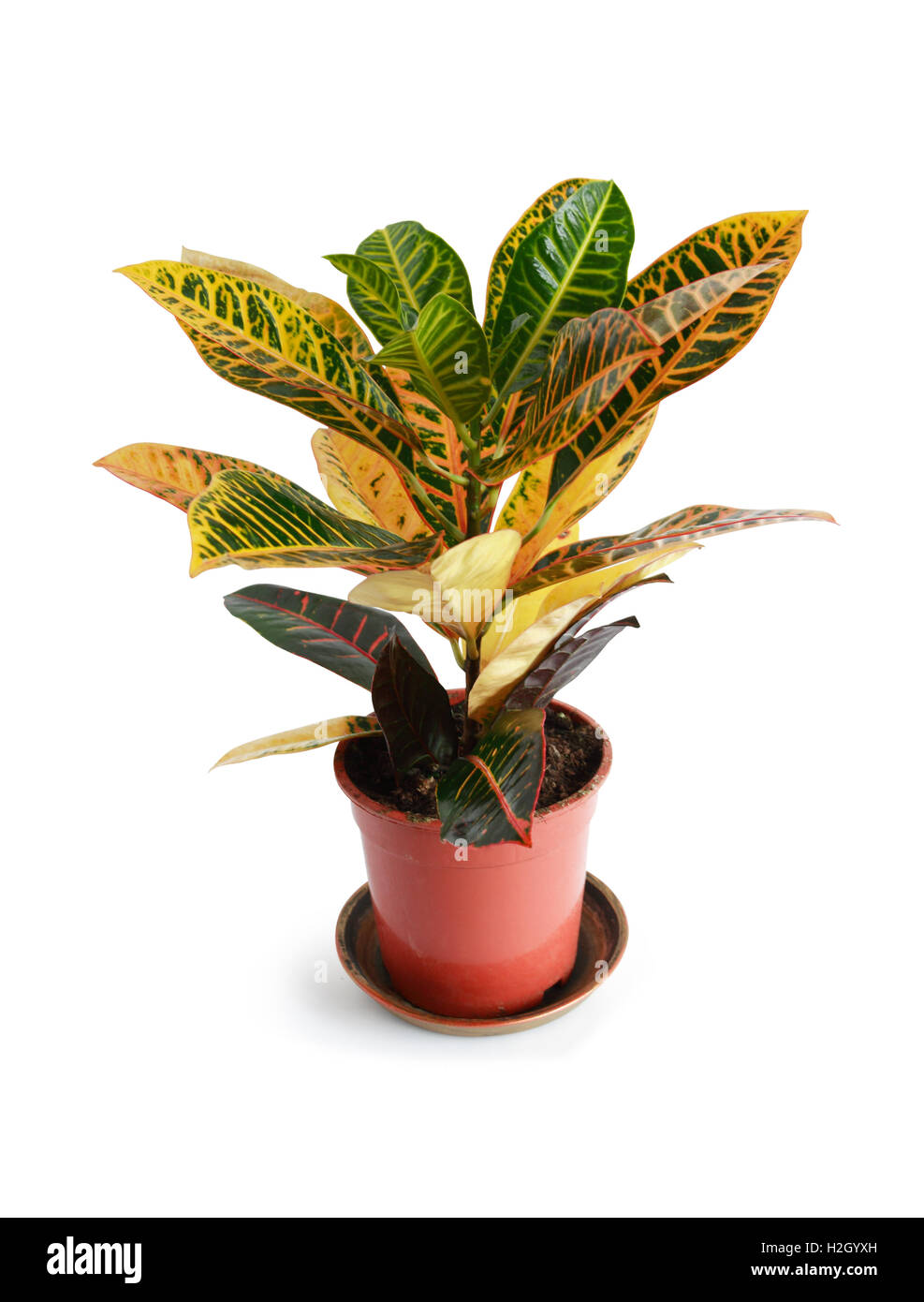 Closeup of potted plant on white background. Clipping path is included Stock Photo