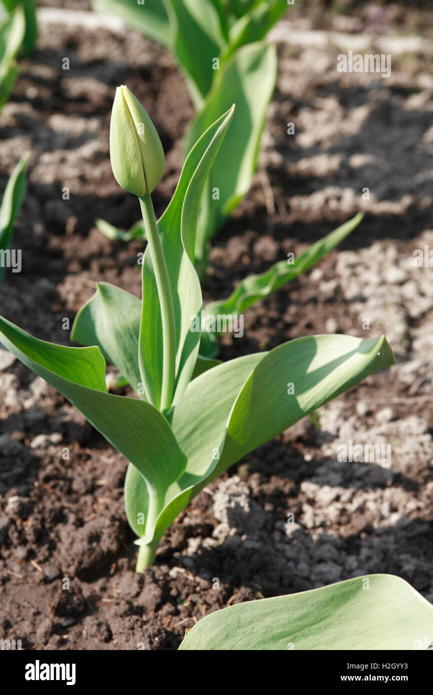Gardening symbol. Closeup of green tulip on bed Stock Photo - Alamy