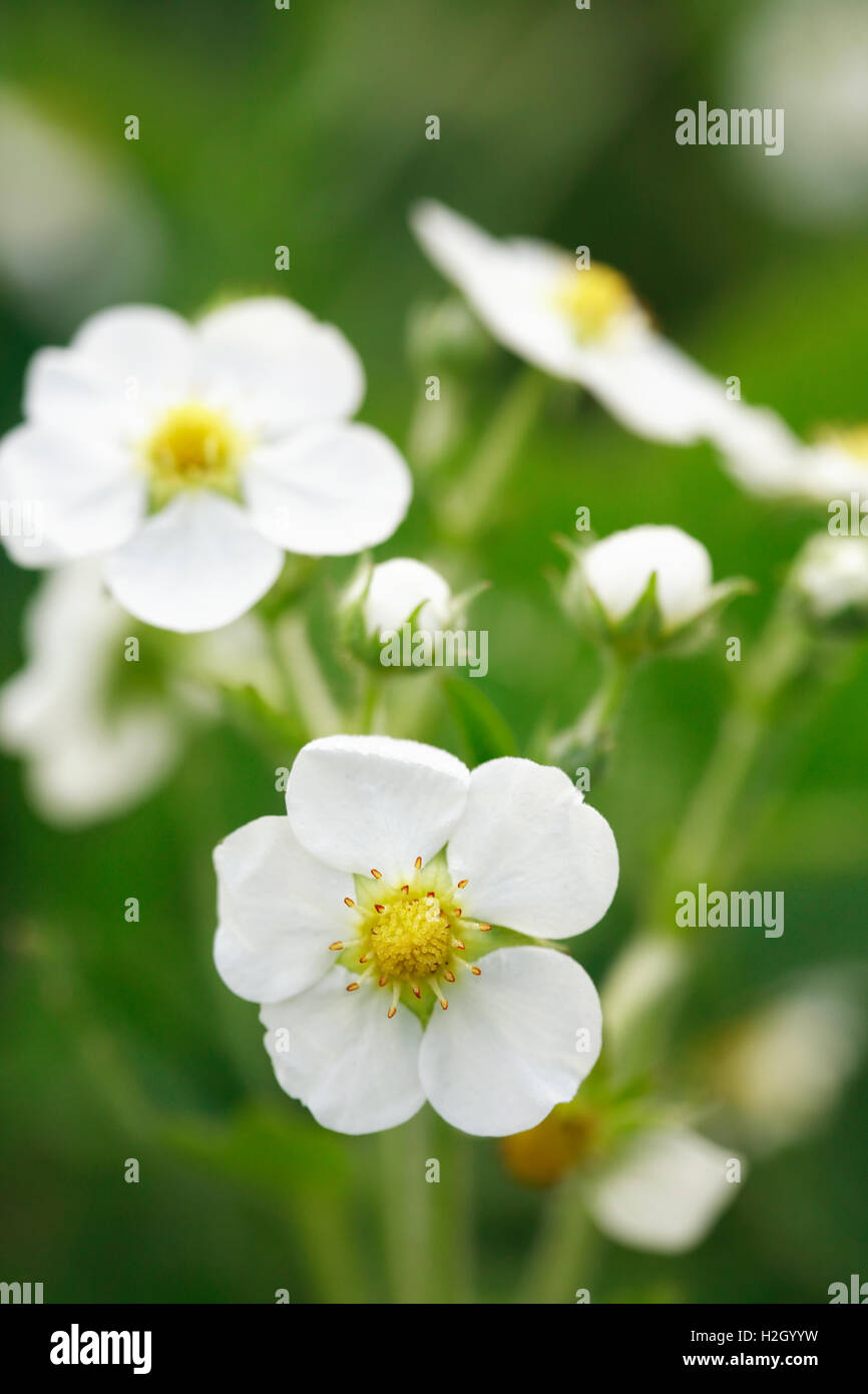 Beautiful white wild strawberry flowers on green background Stock Photo ...