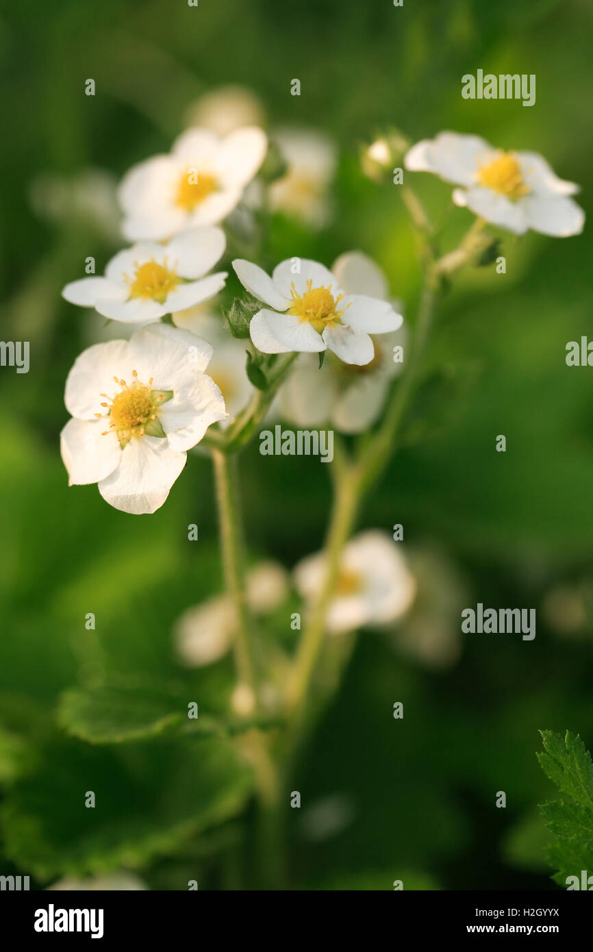 Beautiful white wild strawberry flowers on green background Stock Photo ...