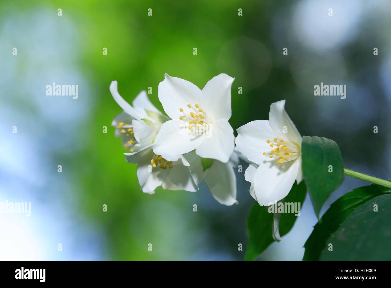 Branch of beautiful white jasmine flowers on green background Stock Photo