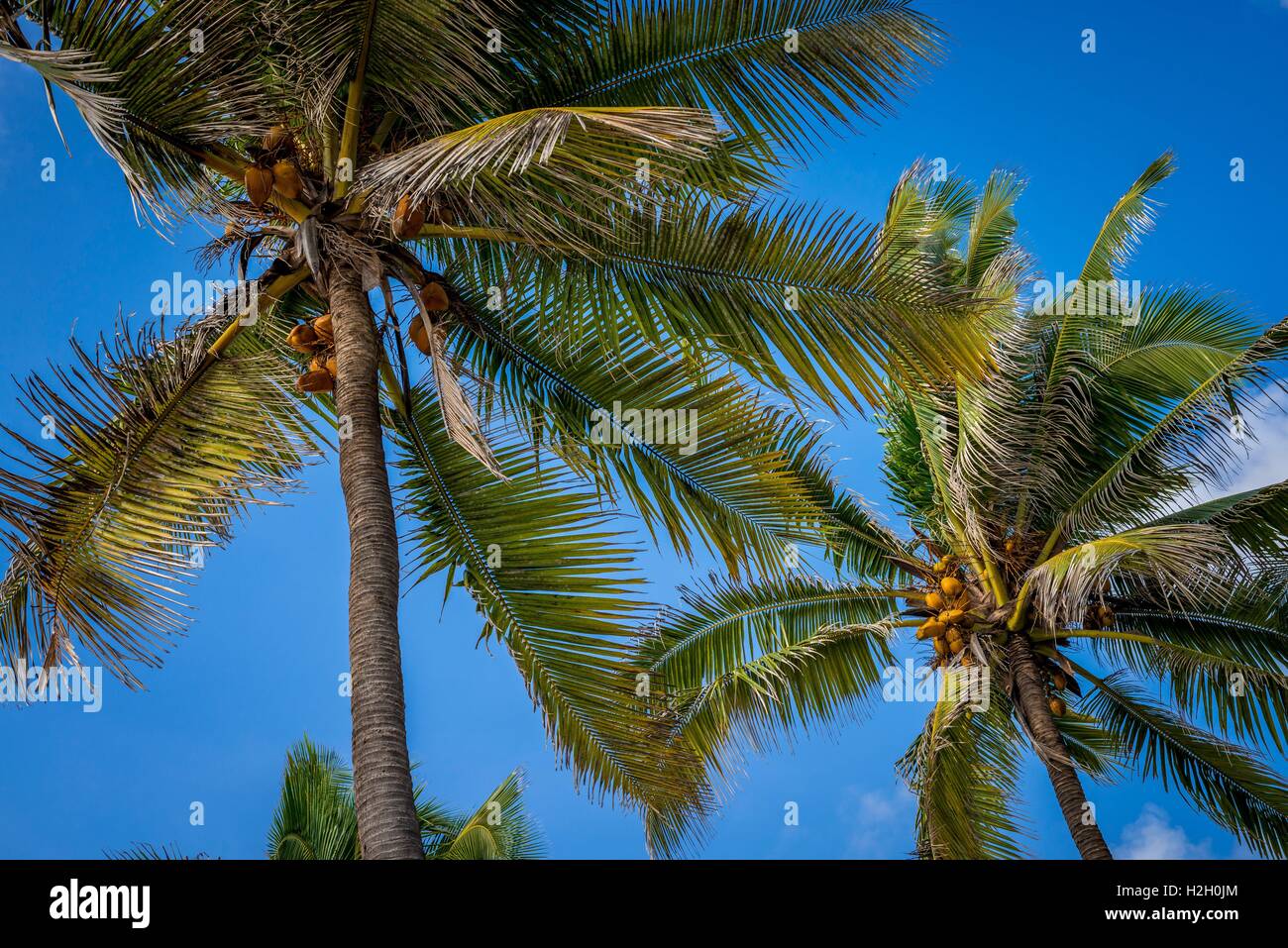 The coconut tree (Cocos nucifera) is a member of the family Arecaceae (palm family) and the only species of the genus Cocos. (Photo from July 2015) | usage worldwide Stock Photo