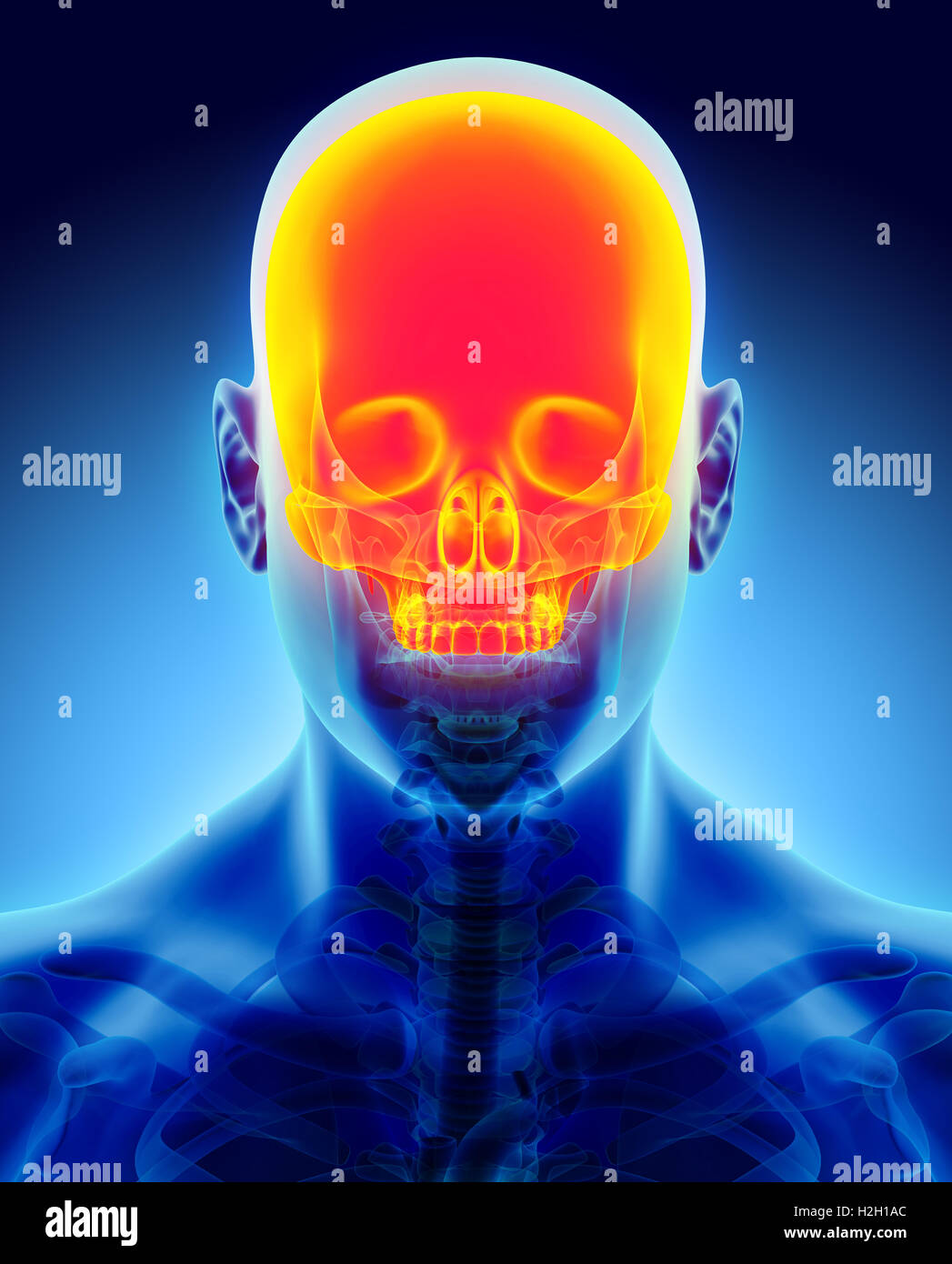 Part of Human Skeleton Stock Photo Biology Diagrams