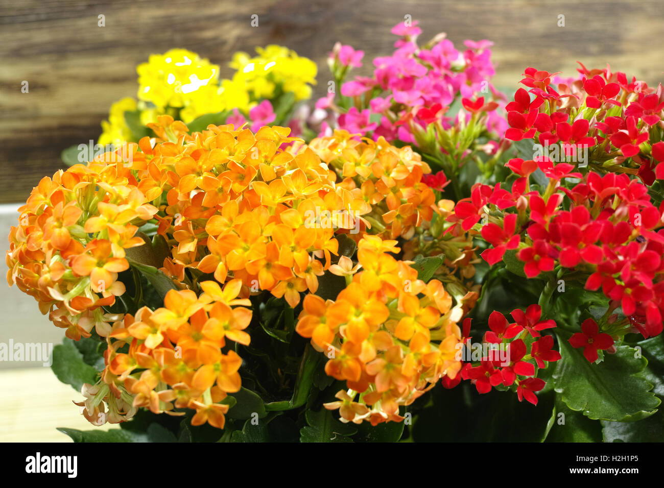 Kalanchoe (Saxifragales Crassulaceae Kalanchoe) flower selective