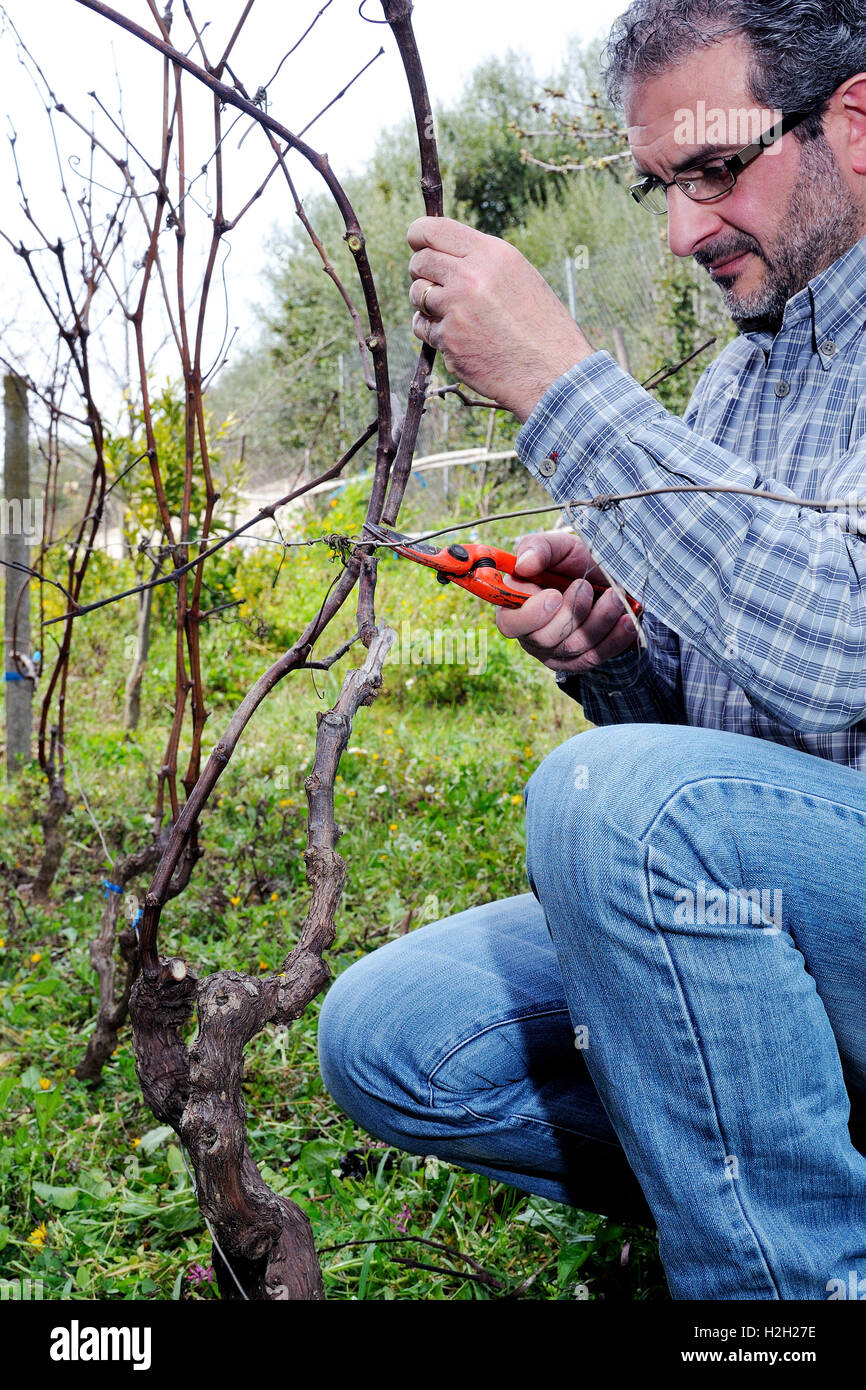 Wine grower engaged in the vine pruning with professional scissors
