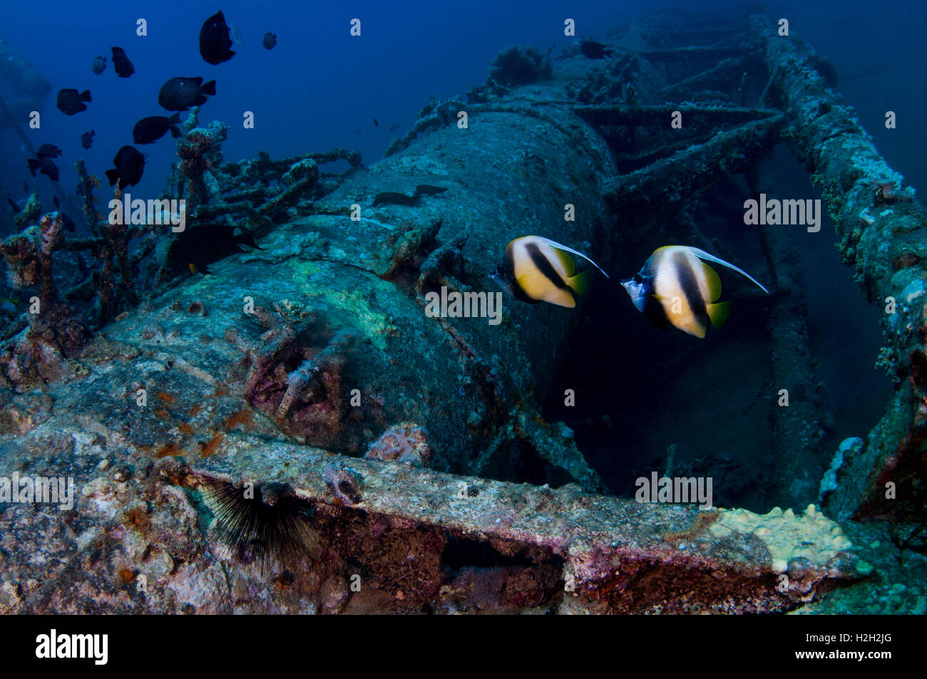 Underwater photograph of a two Red Sea bannerfish (Heniochus intermedius)  This fish inhabits coral reefs in the tropical wester Stock Photo