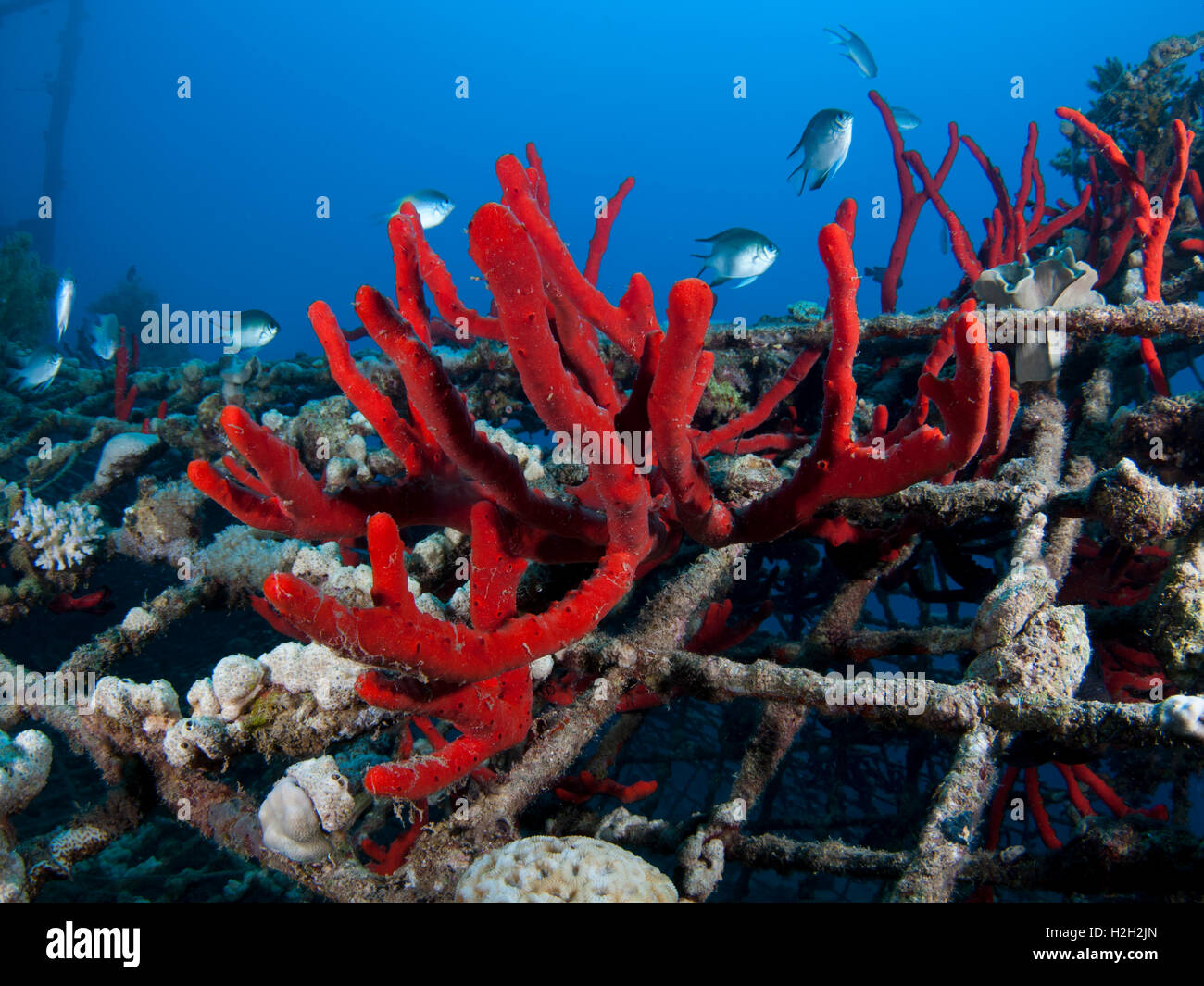 Fish swim near Magnificent Fire Sponge, (Latrunculia magnifica) growing on the protective netting. Photographed in the military Stock Photo