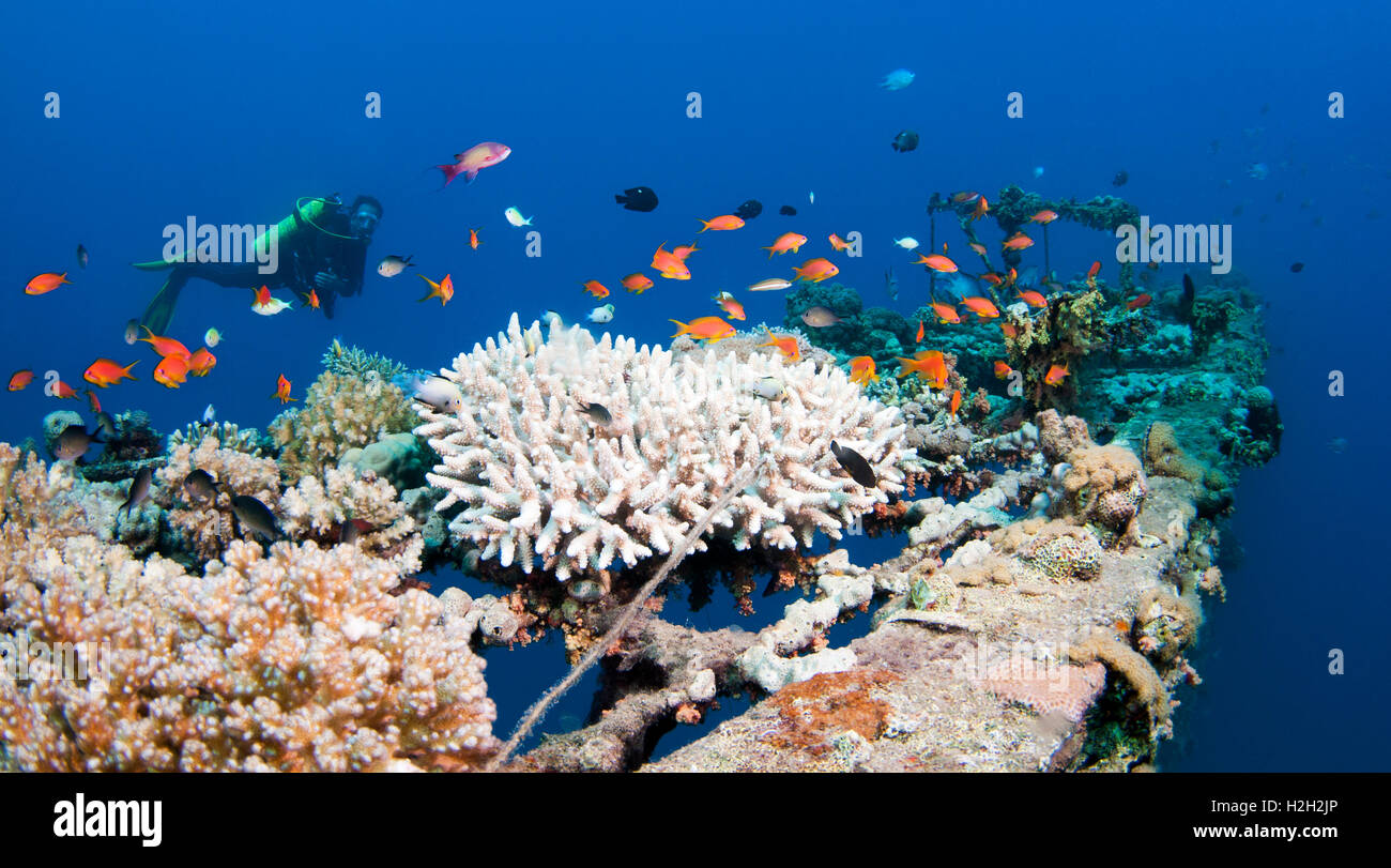 fish and scuba diver at a coral reef, Photographed at 10m, Red Sea, Eilat, Israel Stock Photo