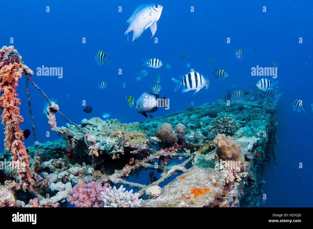 fish and scuba diver at a coral reef, Photographed at 10m, Red Sea, Eilat, Israel Stock Photo