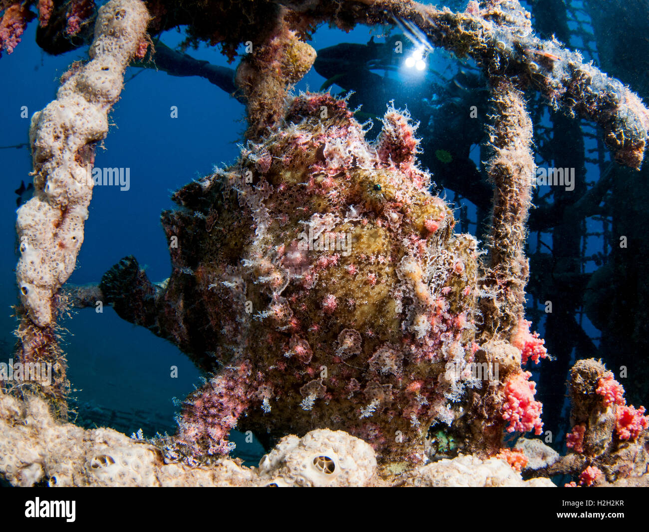 Frogfish (Antennarius sp.) hidden amongst coral. The colouration of the frogfish provides it with camouflage against predators a Stock Photo