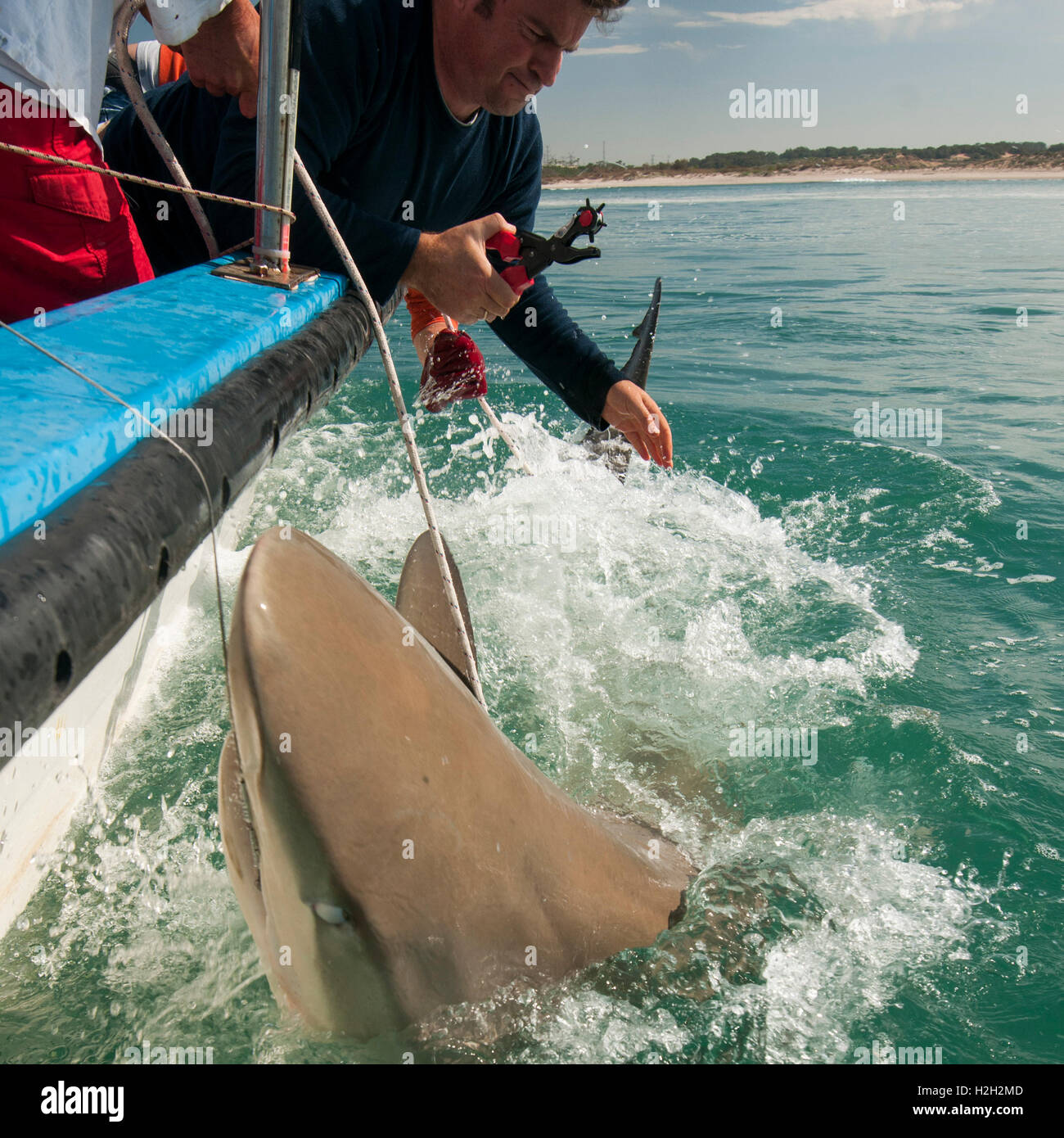 Researchers are tagging a sandbar shark (Carcharhinus plumbeus) in the Mediterranean sea. In recent years this shark has become Stock Photo