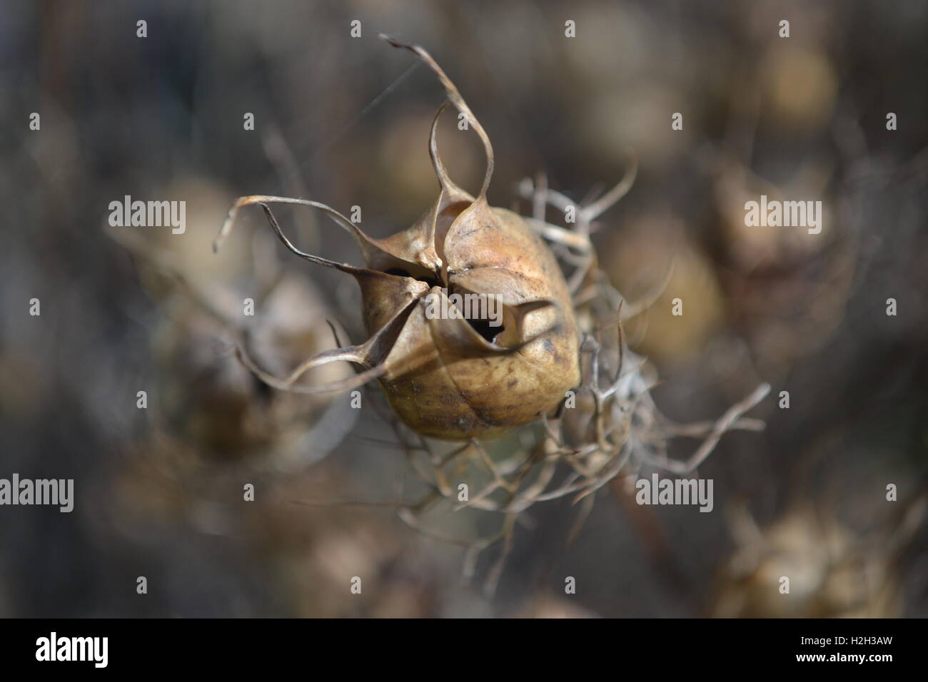 Nigella seed pod with blurred background Stock Photo Alamy