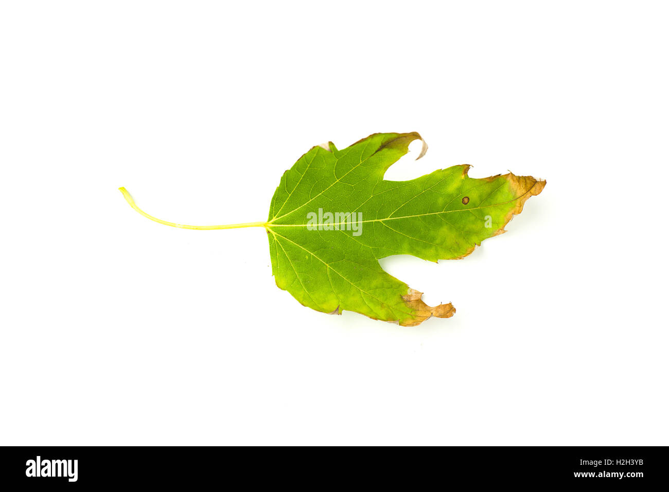 Dry fallen autumn leaf of a tree on over white Stock Photo