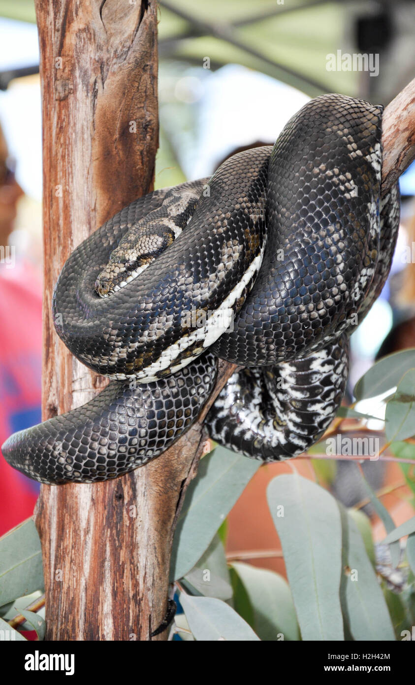 Large patterned python snake coiled around tree trunk at Coogee Beach Festival in Coogee, Western Australia Stock Photo