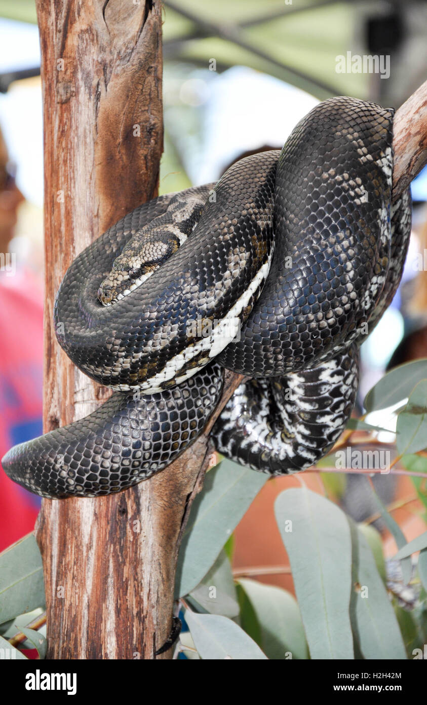 Snake Wrapped Around Tree