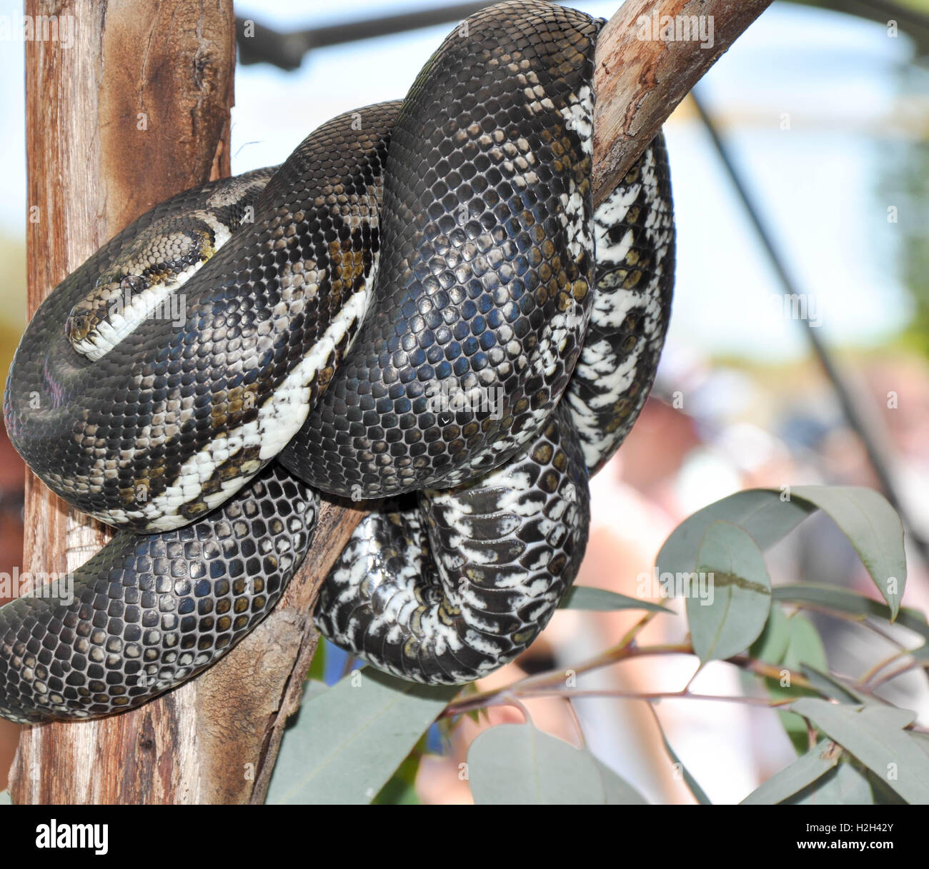 Large patterned python snake coiled around tree trunk at Coogee Beach Festival in Coogee, Western Australia Stock Photo