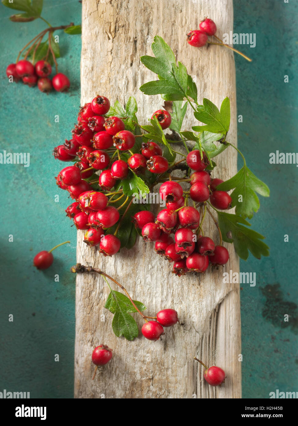 Fresh picked berries from a hawthorn, thornapple, May-tree, whitethorn, or hawberry bush (Crataegus) Stock Photo