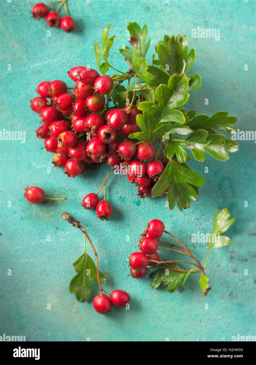 Fresh picked berries from a hawthorn, thornapple, May-tree, whitethorn, or hawberry bush (Crataegus) Stock Photo