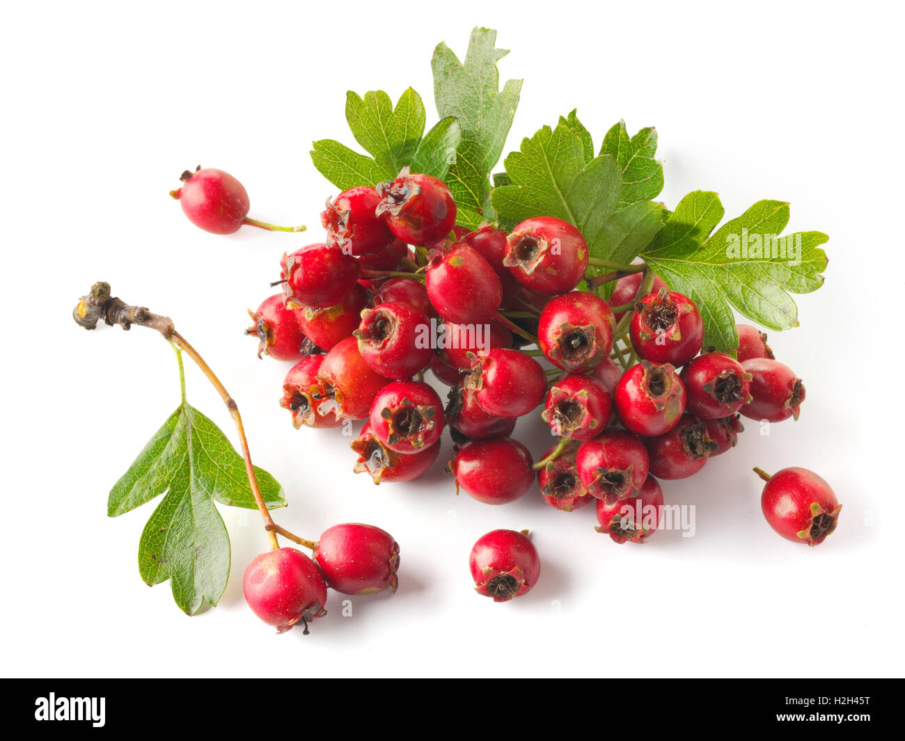 Fresh picked berries from a hawthorn, thornapple, May-tree, whitethorn, or hawberry bush (Crataegus) against white Stock Photo