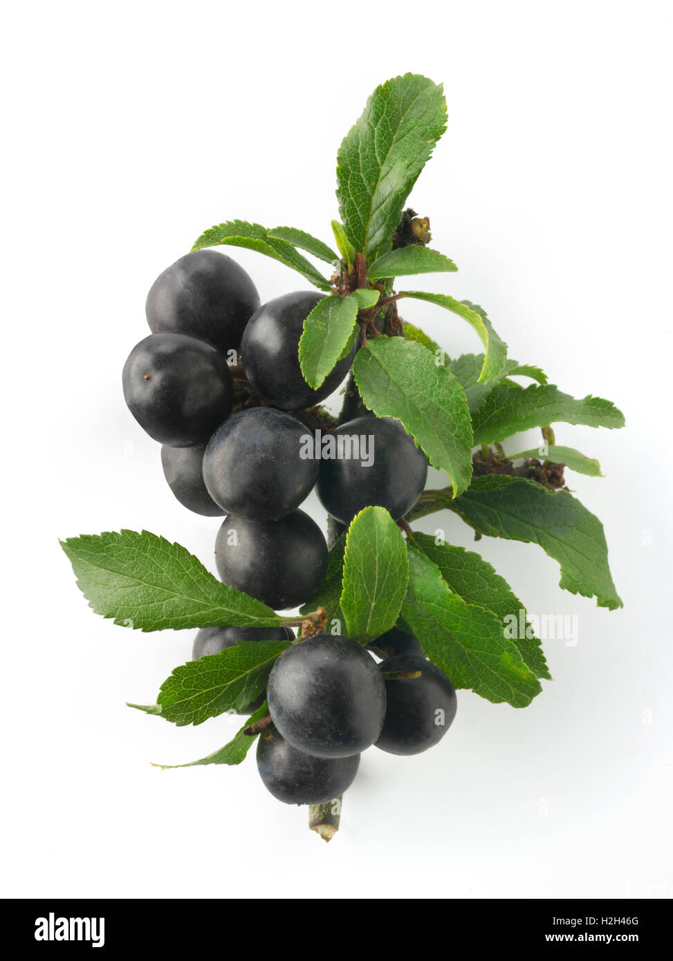Fresh picked sloe berries and leaves from the blackthorn bush (Prunus spinosa ) against a white background Stock Photo