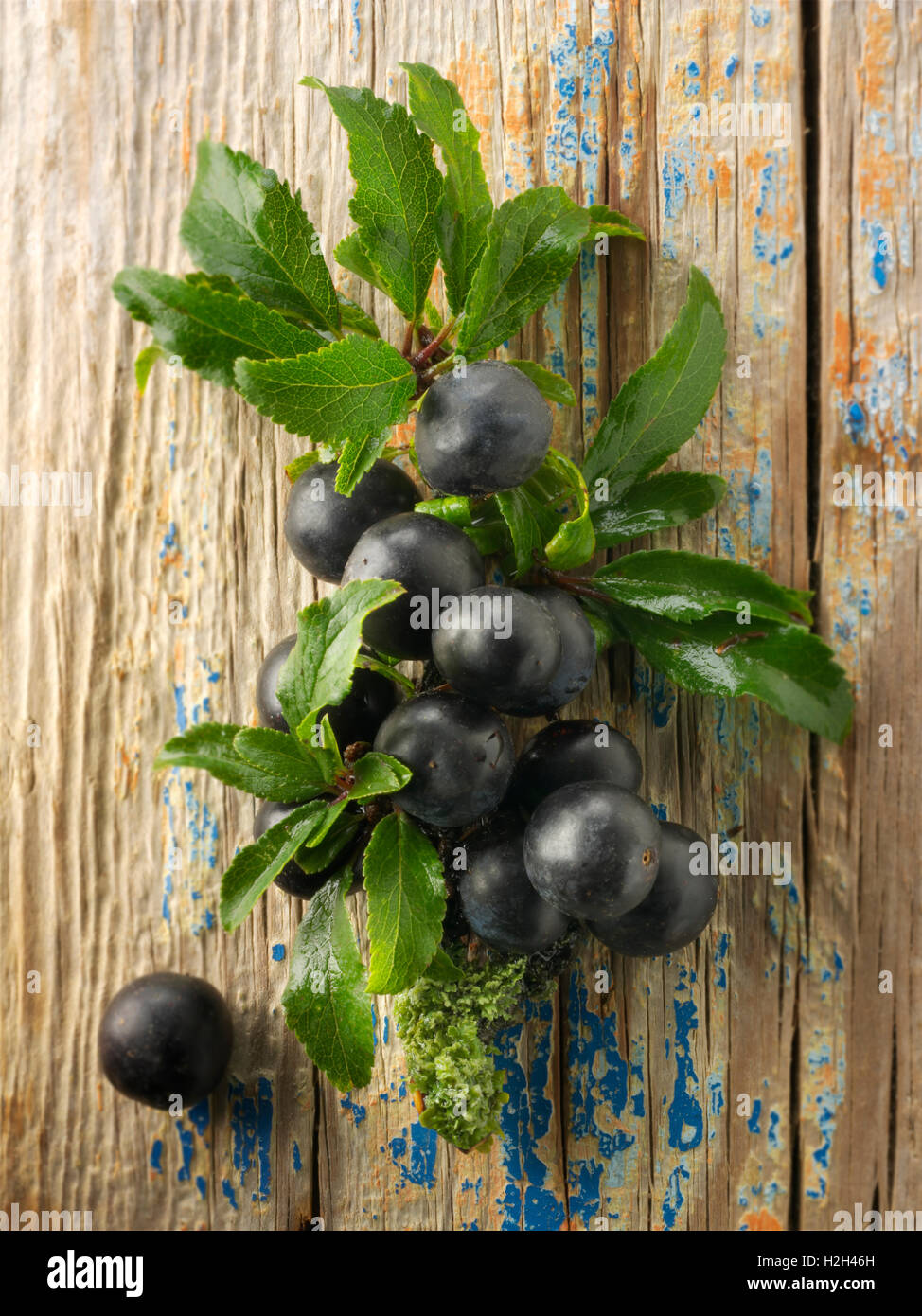 Fresh picked sloe berries and leaves from the blackthorn bush (Prunus spinosa ) Stock Photo