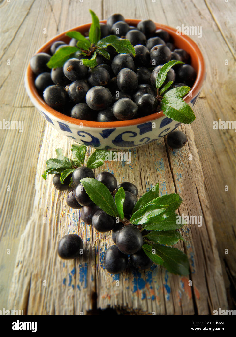Fresh picked sloe berries and leaves from the blackthorn bush (Prunus spinosa ) Stock Photo