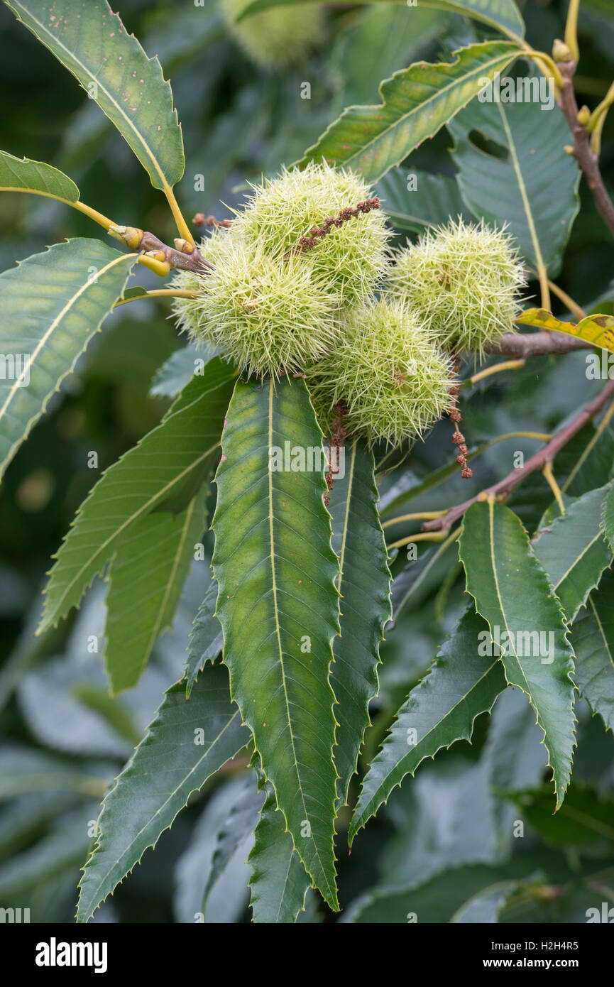 Castanea sativa. Sweet Chestnuts on the tree in autumn Stock Photo