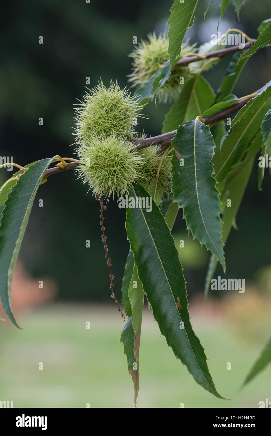 Castanea sativa. Sweet Chestnuts on the tree in autumn Stock Photo