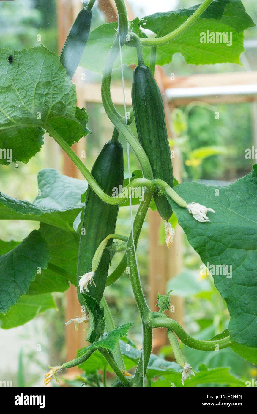 Cucumis Sativus. Cucumber byblos fruit on the vine in a greenhouse Stock Photo