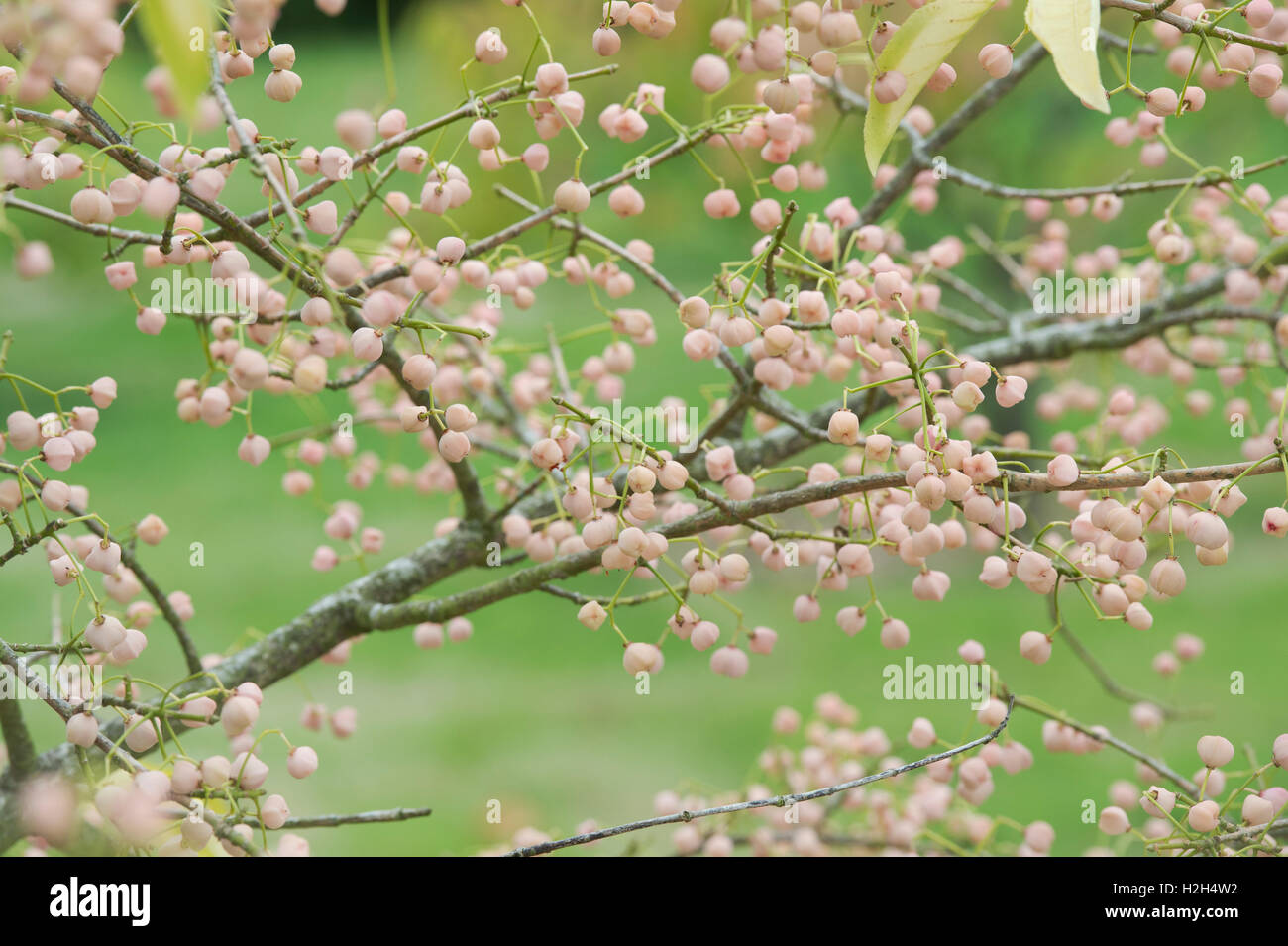 Euonymus hamiltonianus sieboldianus 'coral charm'. Spindle Tree and seeds pods Stock Photo