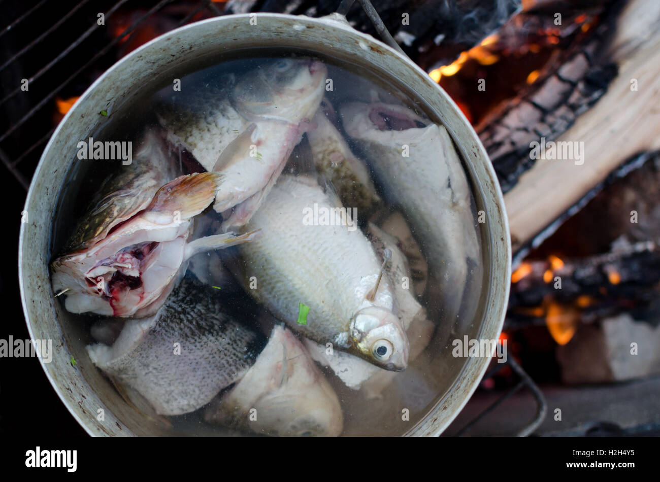 Freshly cought fish cooking in a big pot on open fire. Pieces of fish