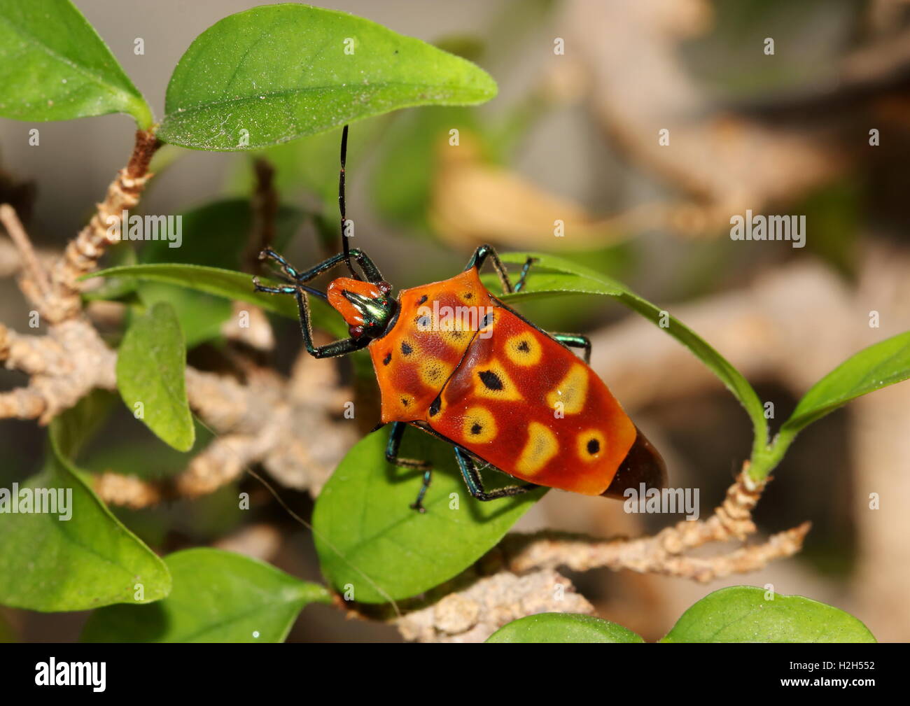 Red and black stink bug preening itself. Stock Photo