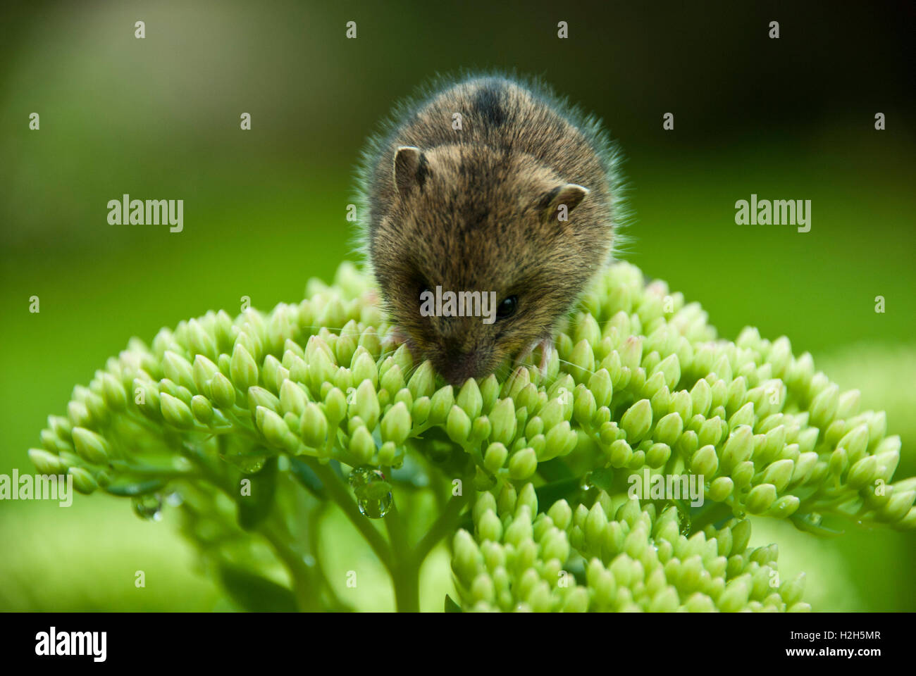 baby mouse sitting on a green flower Stock Photo